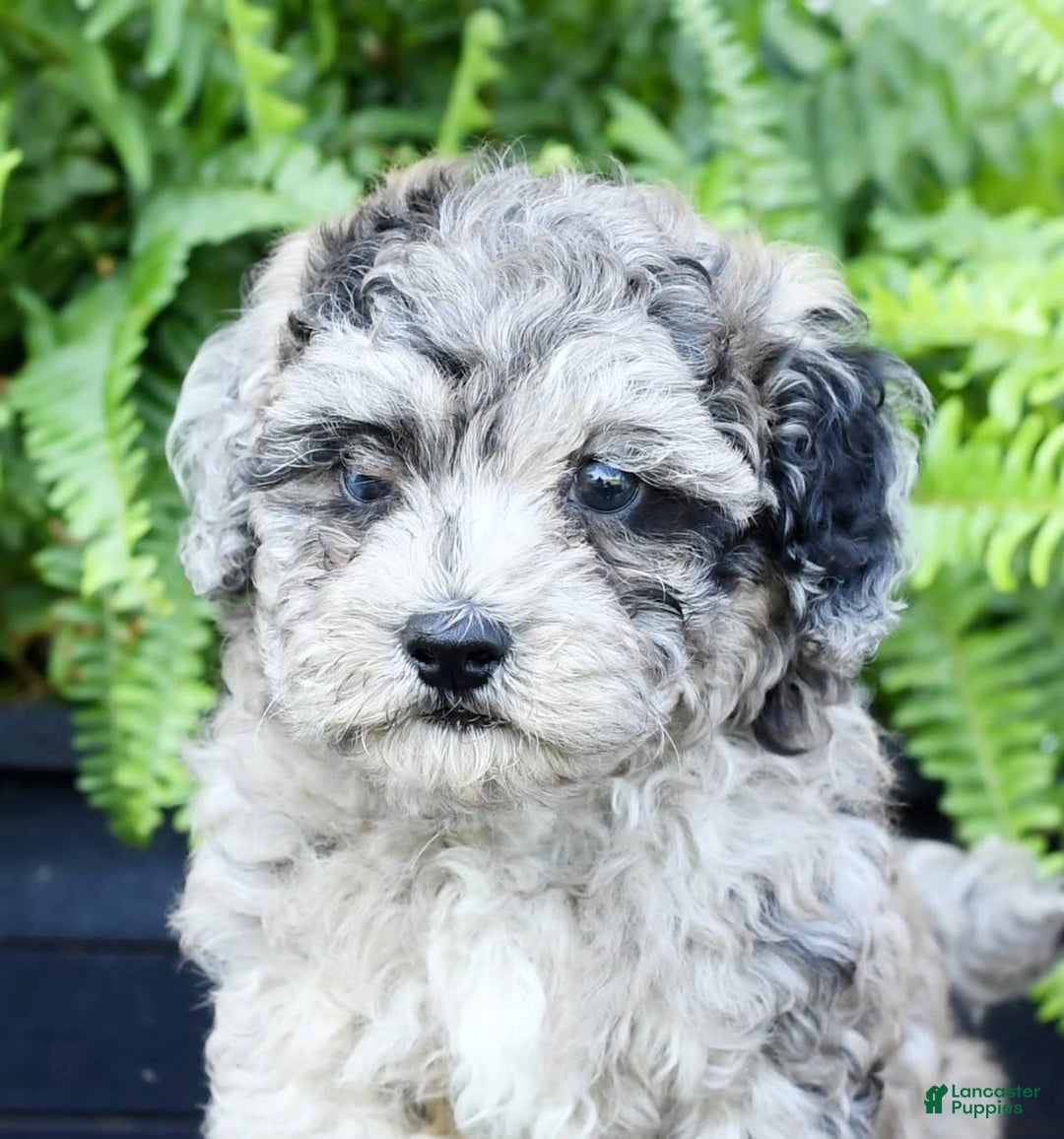 Havapoo dogs for sale: Carson - Image 6