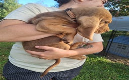 Bloodhound dogs for sale: Orange - Image 1