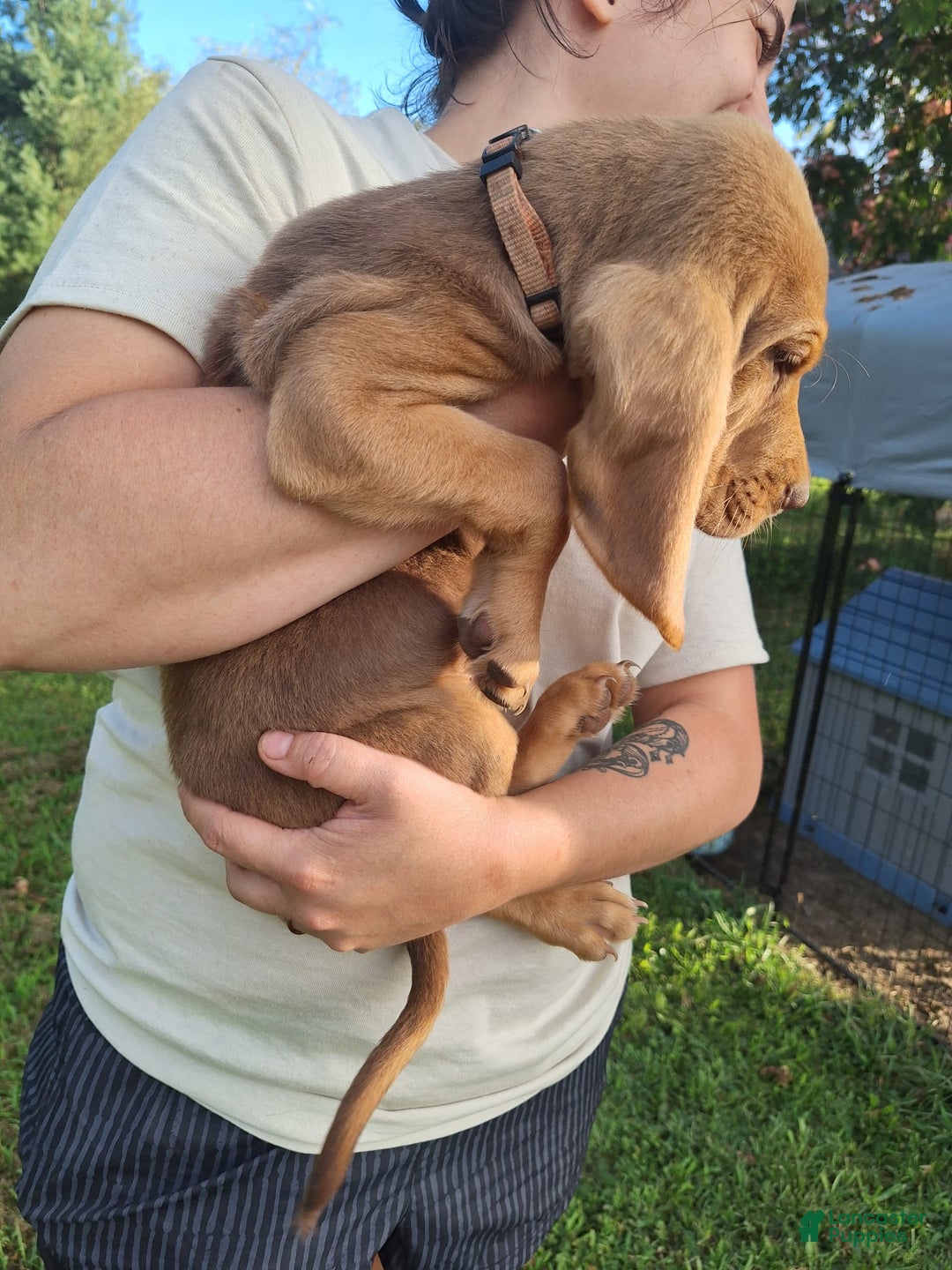 Bloodhound dogs for sale: Orange - Image 1