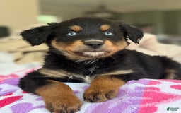 Australian Shepherd dogs for sale: Mikoh - Image 5
