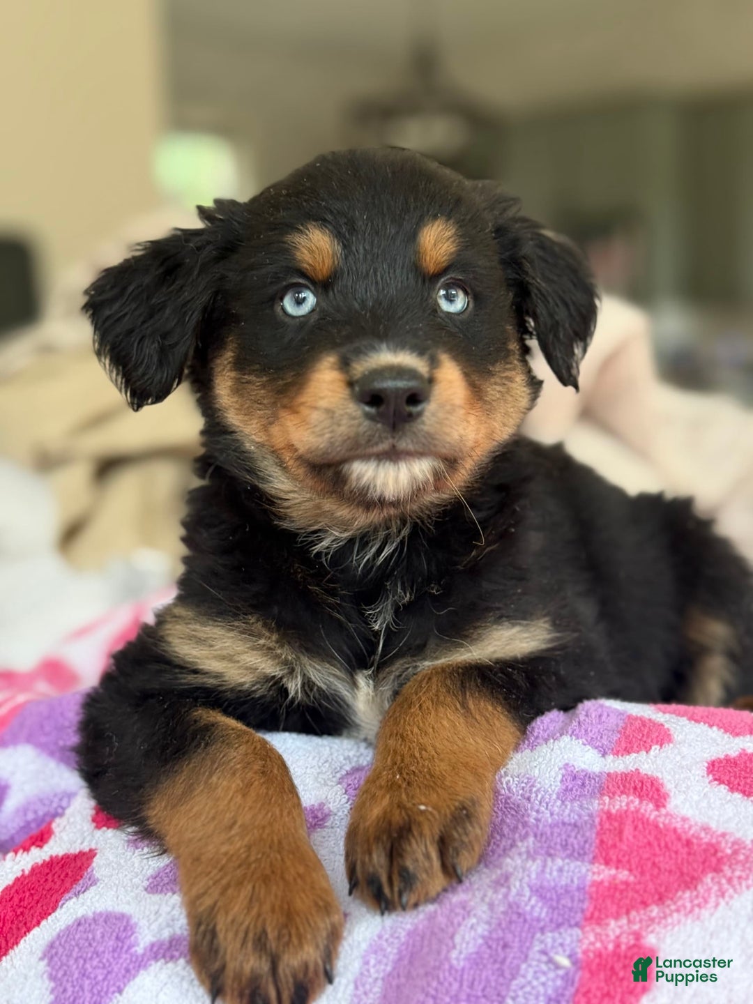 Australian Shepherd dogs for sale: Mikoh - Image 5