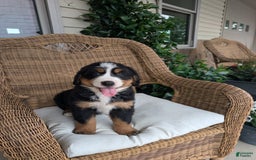 Bernese Mountain Dog dogs for sale: Jake - Image 2