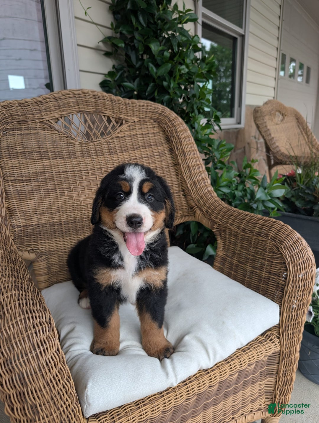Bernese Mountain Dog dogs for sale: Jake - Image 2