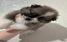 Pomeranian dogs for sale: Moochi - Image 3