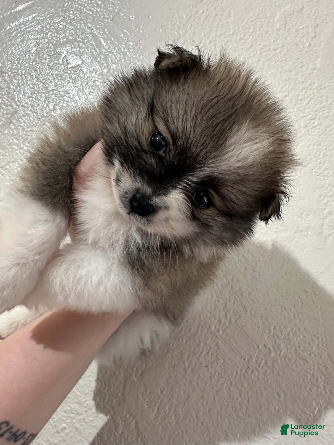 Pomeranian dogs for sale: Moochi - Image 3