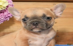 French Bulldog dogs for sale: Blake - Image 7