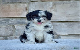 Mini Goldendoodle dogs for sale: Mr. Marley - Image 5