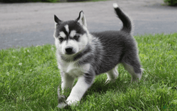 Siberian Husky dogs for sale: Alaska - Image 3