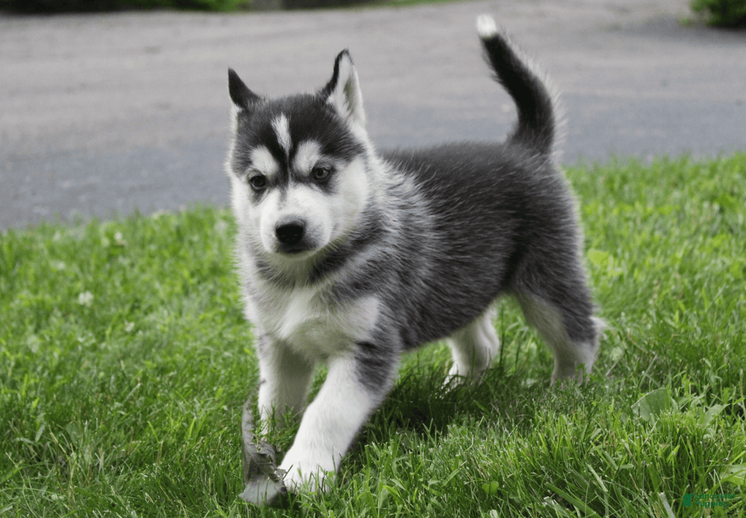 Siberian Husky dogs for sale: Alaska - Image 3