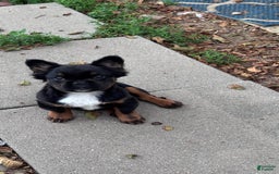French Bulldog dogs for sale: Gus - Image 1