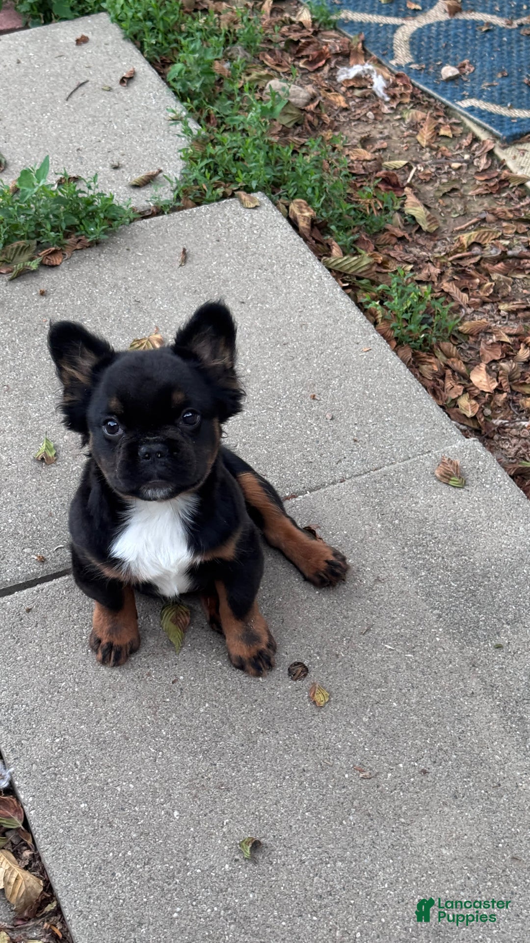 French Bulldog dogs for sale: Gus - Image 1