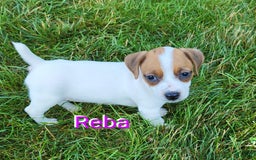 Jack Russell Terrier dogs for sale: Reba - Image 3