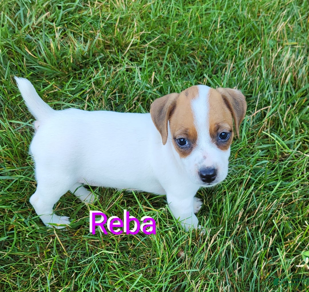 Jack Russell Terrier dogs for sale: Reba - Image 3