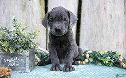 Cane Corso dogs for sale: Flick - Image 3