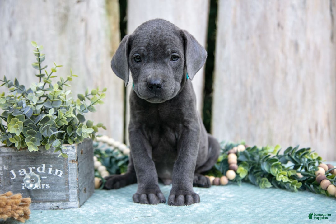 Cane Corso dogs for sale: Flick - Image 3