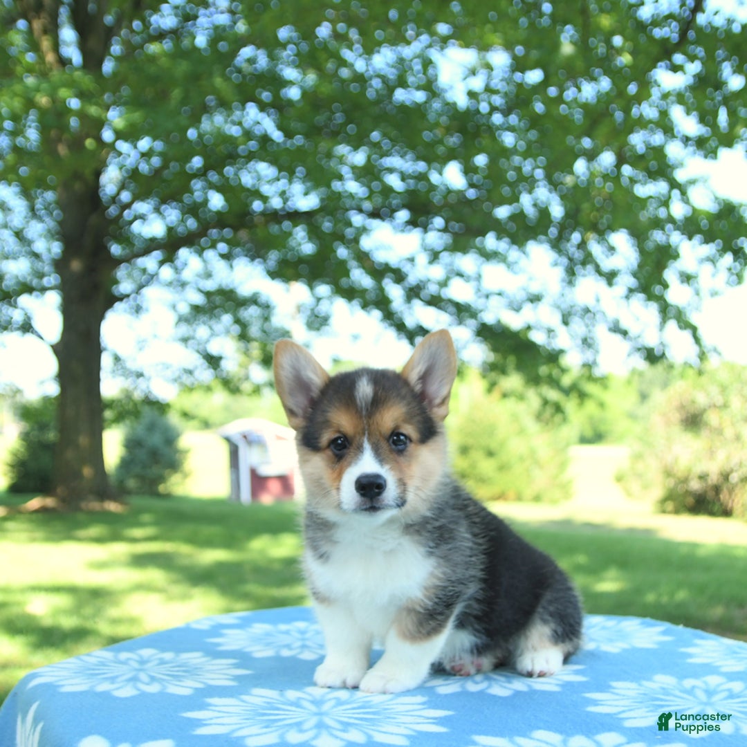 Welsh Corgi Pembroke dogs for sale: Megan - Image 1