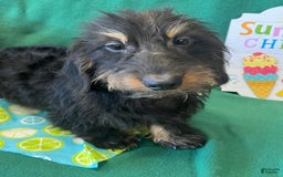 Dachshund dogs for sale: River - Image 4