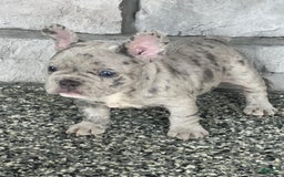 French Bulldog dogs for sale: Loki - Image 8