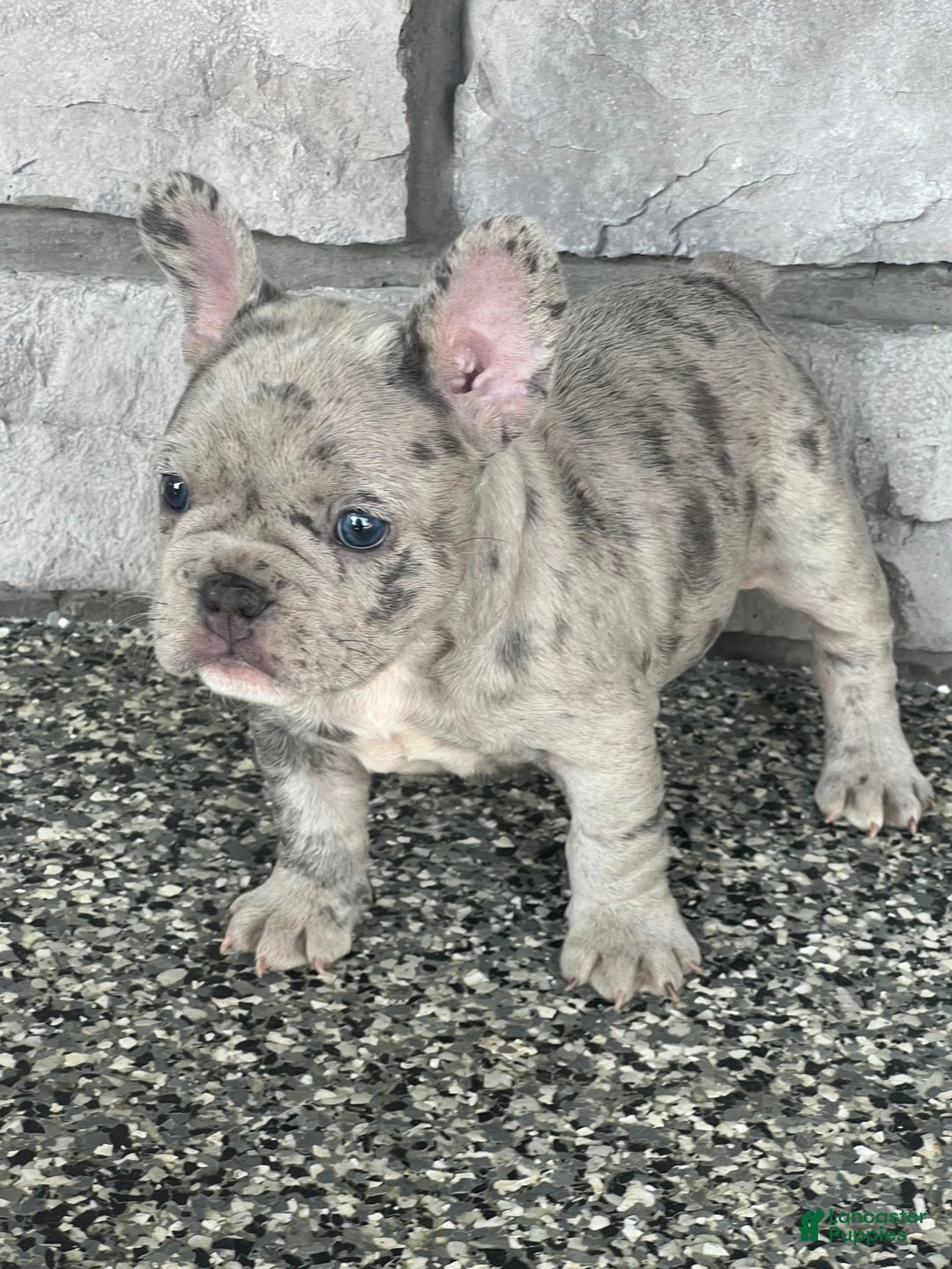French Bulldog dogs for sale: Loki - Image 8