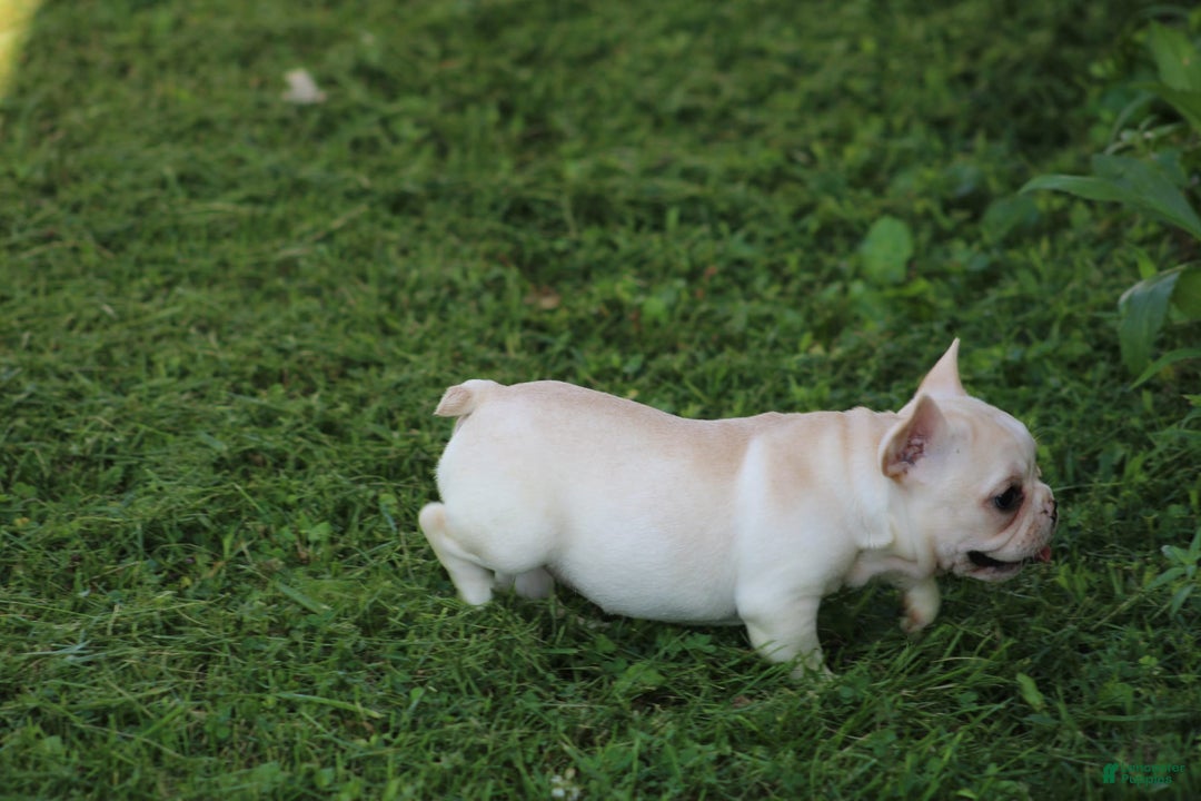 French Bulldog dogs for sale: Melanie - Image 12