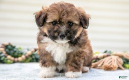 Mini Aussiedoodle dogs for sale: Rambo - Image 1