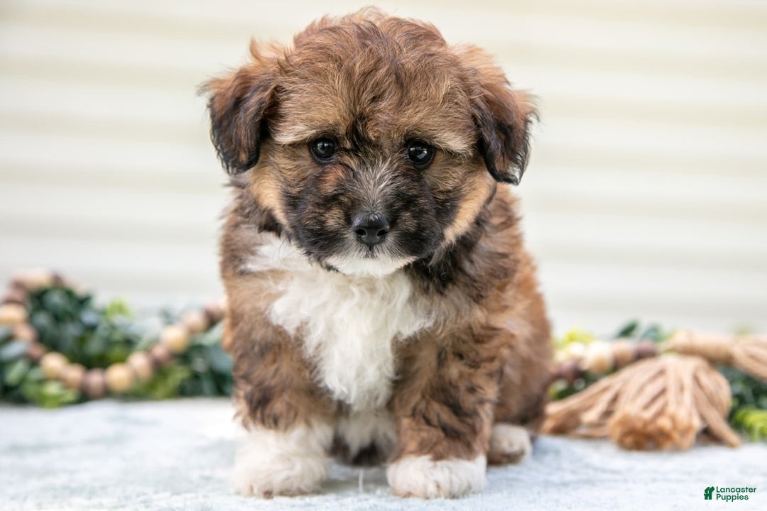 Mini Aussiedoodle dogs for sale: Rambo - Image 1