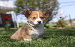 Welsh Corgi Pembroke dogs for sale: Diamond - Image 10