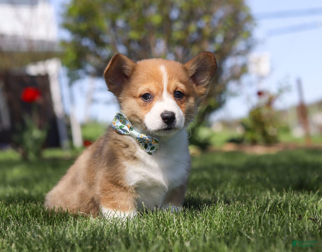 Welsh Corgi Pembroke dogs for sale: Diamond - Image 10
