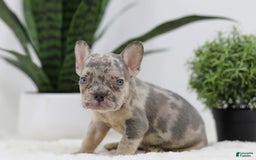 French Bulldog dogs for sale: French Bulldog 5 puppies - Image 14