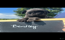 Pug dogs for sale: Bentley - Image 3