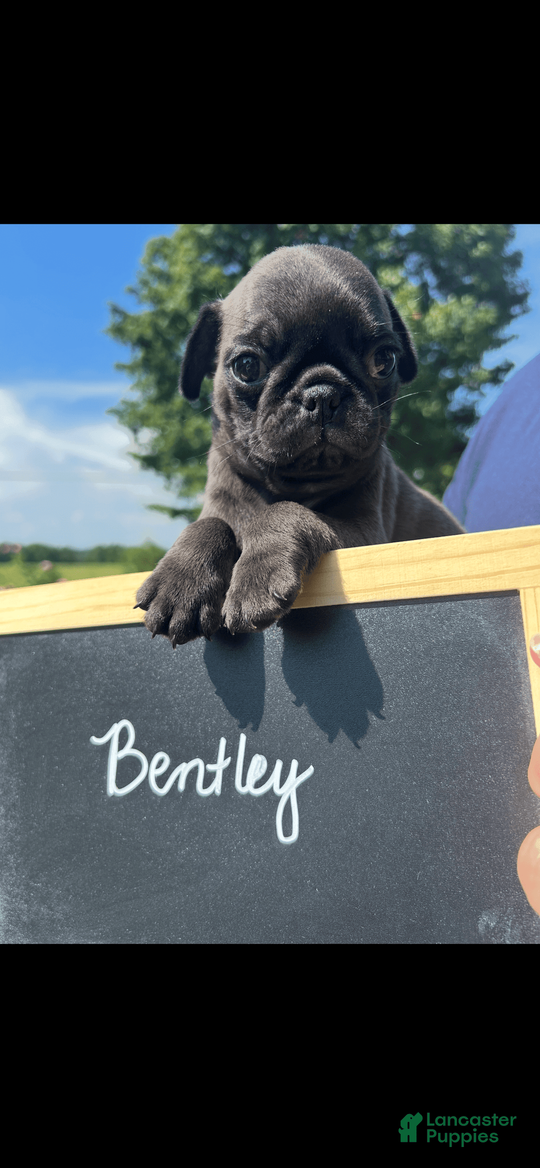 Pug dogs for sale: Bentley - Image 3