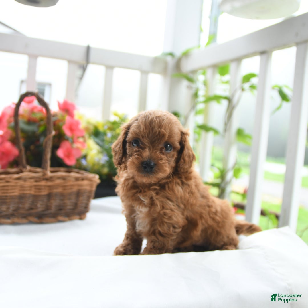 Toy Poodle dogs for sale: Vinny - Image 5