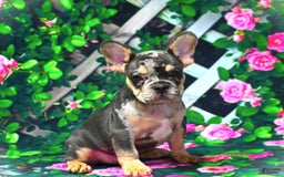 French Bulldog dogs for sale: Arlo - Image 12