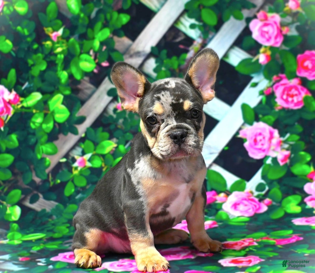 French Bulldog dogs for sale: Arlo - Image 12