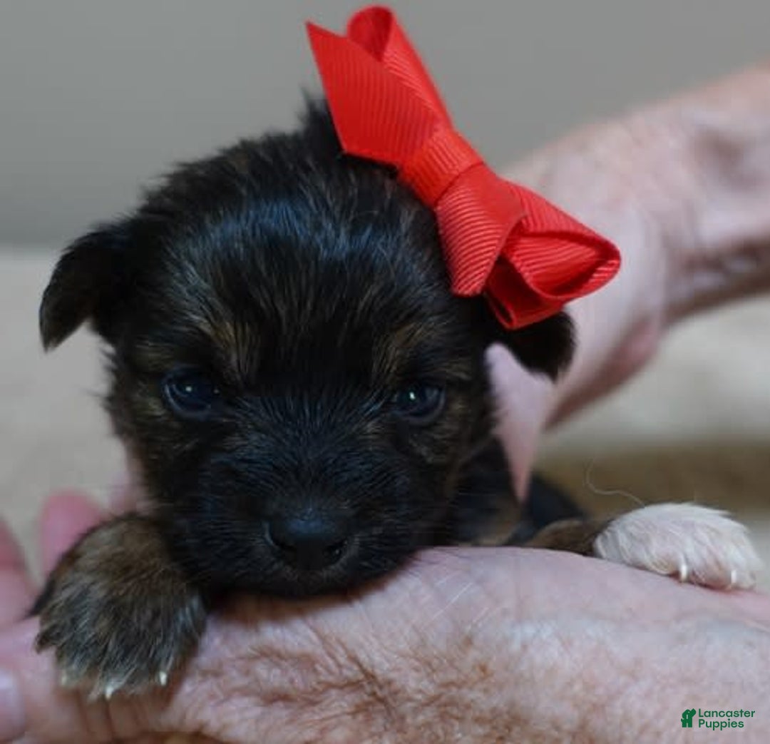 Yorkshire Terrier dogs for sale: Nessie - Image 14