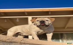 Olde English Bulldogge dogs for sale: Tulip - Image 6