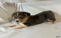 Welsh Corgi Pembroke dogs for sale: Jasper - Image 2