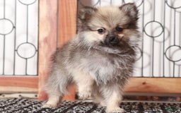 Pomeranian dogs for sale: Claire - Image 1