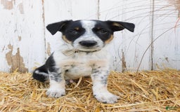 Australian Cattle Dog dogs for sale: Smartie - Image 3