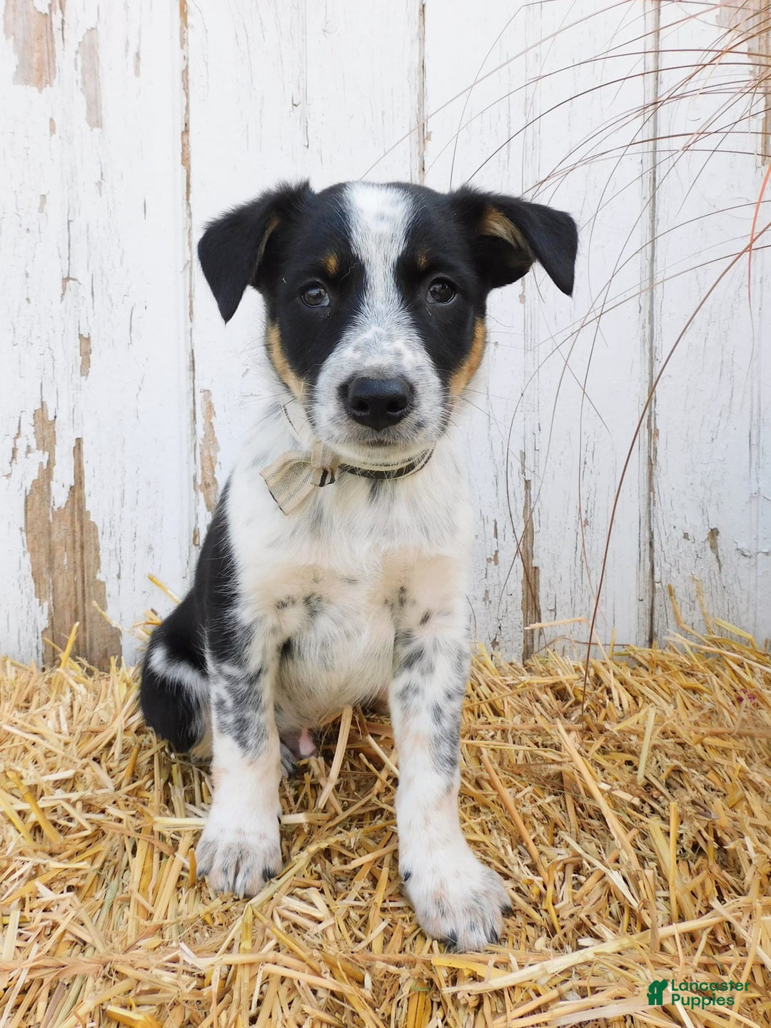 Australian Cattle Dog dogs for sale: Smartie - Image 3