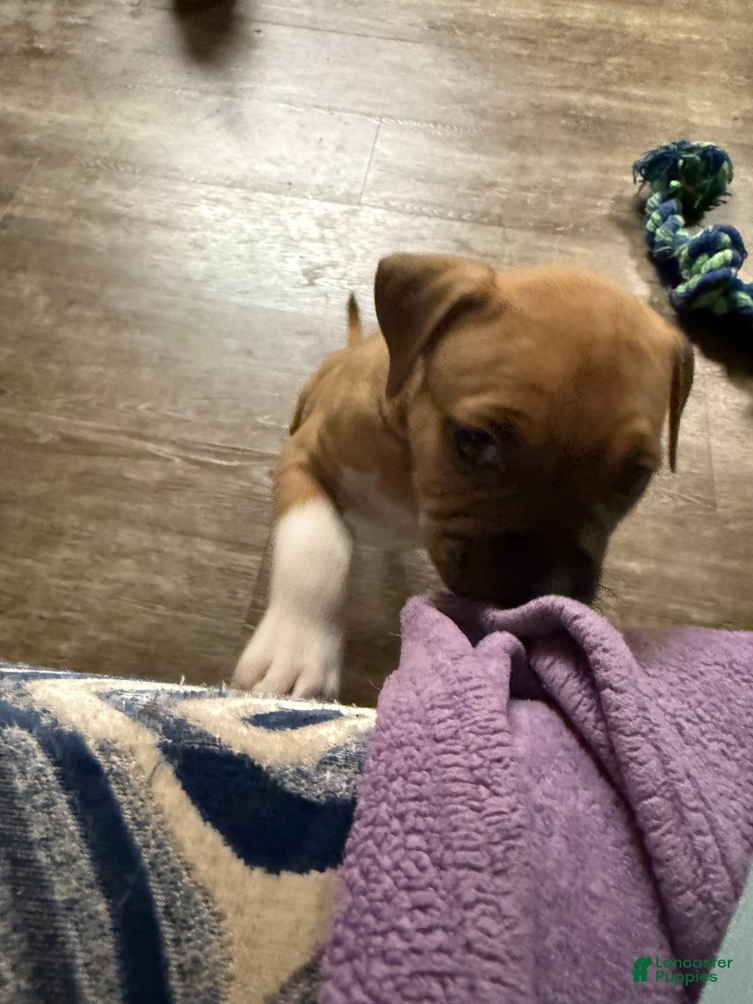 American Pit Bull Terrier dogs for sale: Spice - Image 3