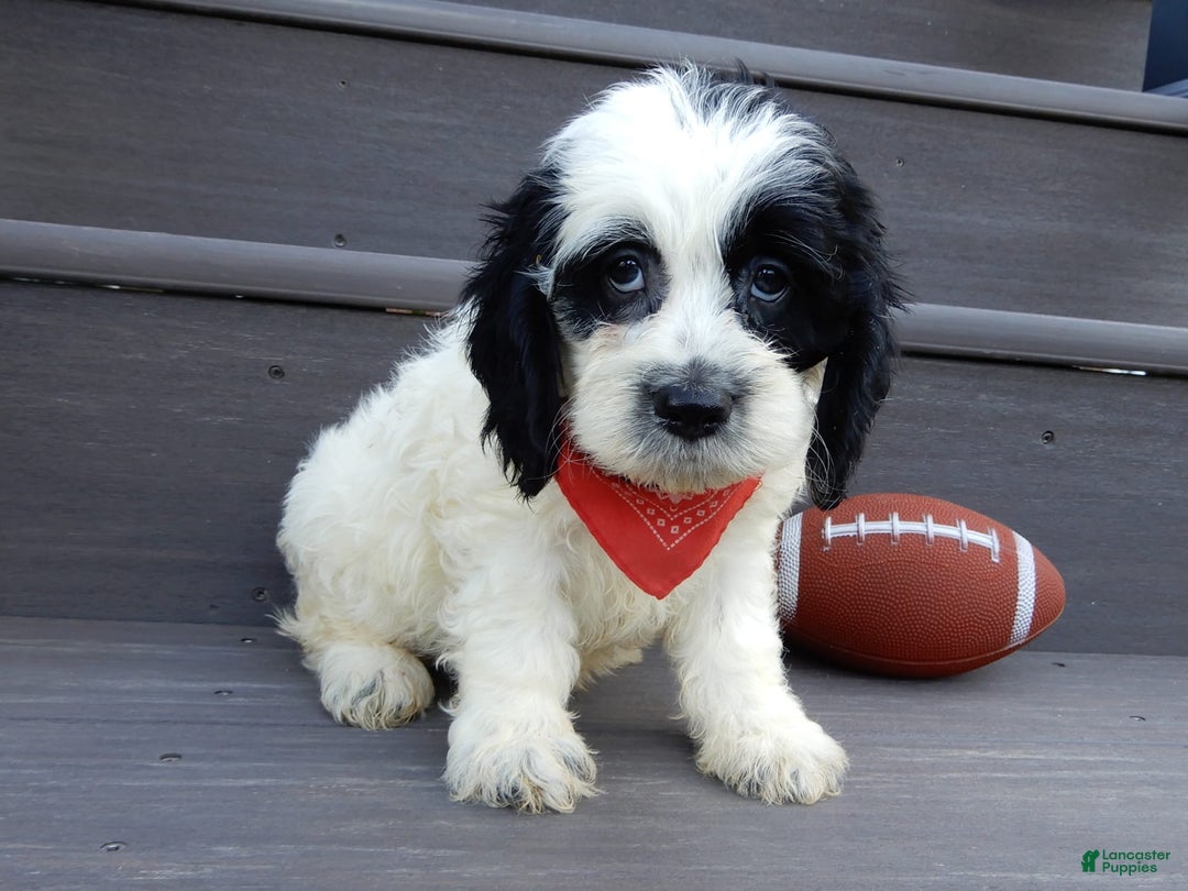 Cockapoo dogs for sale: Panda - Image 1