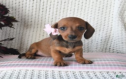 Miniature Dachshund dogs for sale: Rosie - Image 2