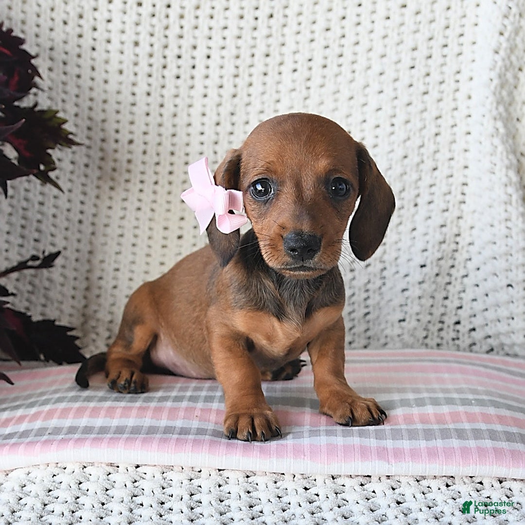 Miniature Dachshund dogs for sale: Rosie - Image 2