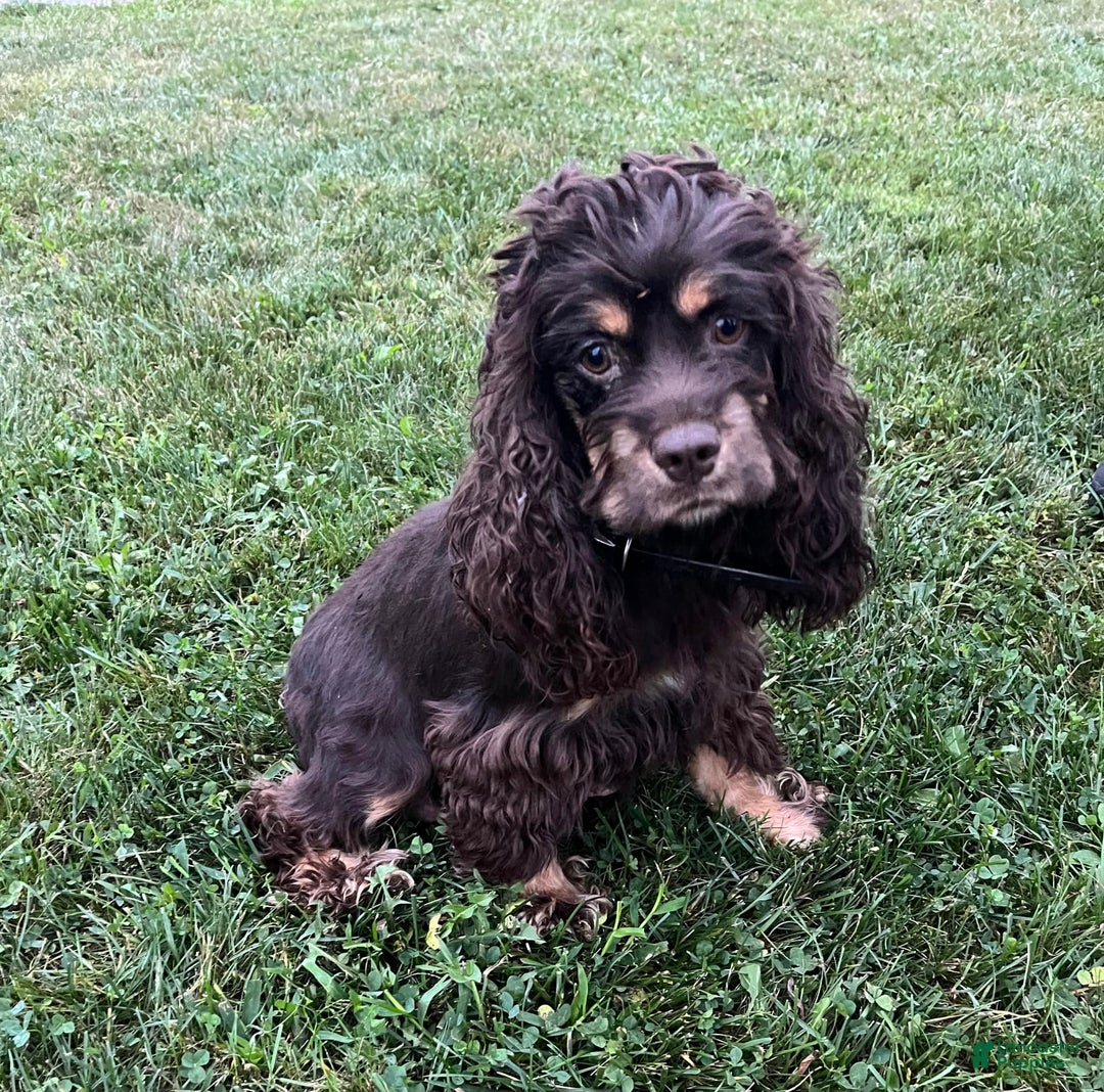 Cocker Spaniel dogs for sale: Star - Image 7