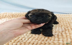Toy Poodle dogs for sale: Toy Poodle 2 puppies - Image 1