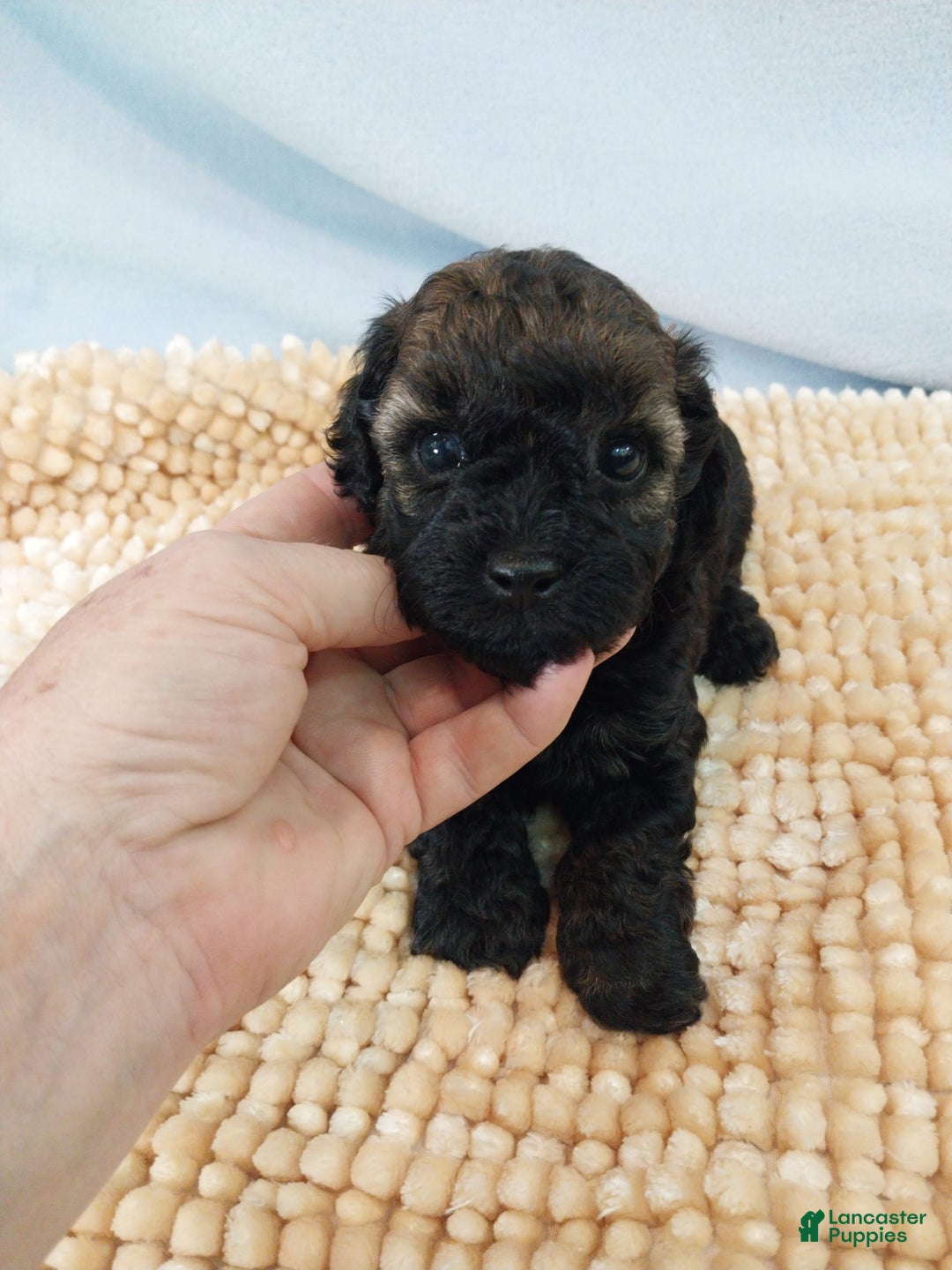 Toy Poodle dogs for sale: Toy Poodle 2 puppies - Image 1