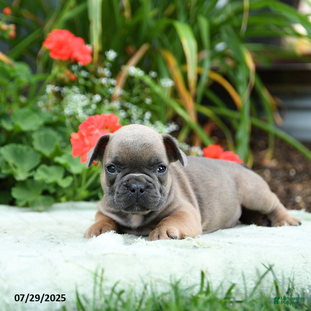 French Bulldog dogs for sale: Bluebell - Image 2