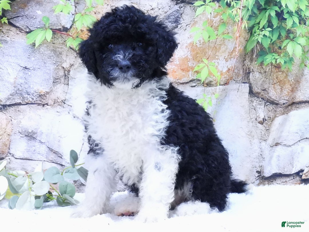 Portuguese Water Dog dogs for sale: Dahlia - Image 3