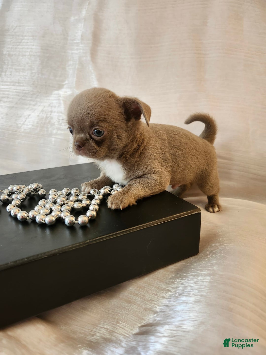 Chihuahua dogs for sale: Lord - Image 6